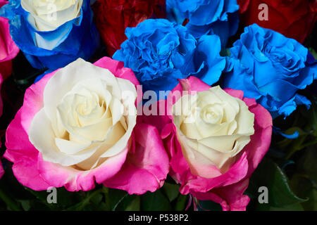 Bouquet de roses multicolores comme floral background. Blanc, rose et bleu. Banque D'Images