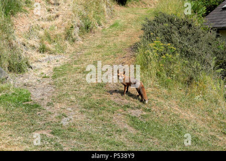 Un renard roux affamé prédateur qui chasse à la nourriture dans un Campagne rurale gardenon une colline sèche en été dans le Carmarthenshire PAYS DE GALLES ROYAUME-UNI KATHY DEWITT Banque D'Images