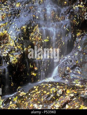 Feuilles d'automne sont piégés dans une petite section de la cascade de Hareshaw Linn, près de Bellingham à Northumberland Banque D'Images