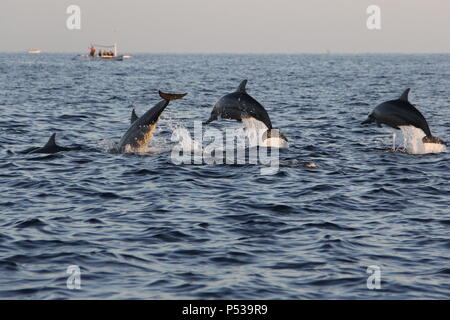 Plusieurs dauphins sautant à plage de Lovina, Bali, Indonésie Banque D'Images