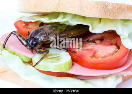 Gros plan sandwich avec insecte d'eau géant frit - Lethocerus indicus, légumes frais et salami. Pain grillé avec insecte comestible. Banque D'Images