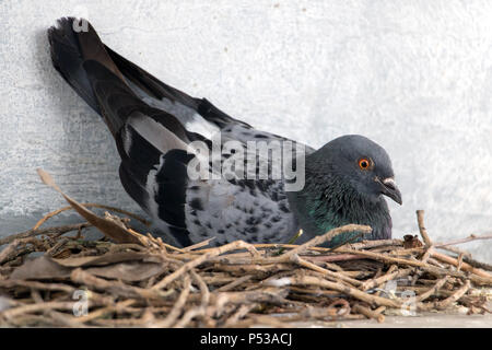 Les nids sur la corniche de la chambre sur rue. Pigeon se trouve sur un nid dans le centre-ville. Banque D'Images