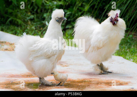 Un petit poussin avec maman et papa Banque D'Images