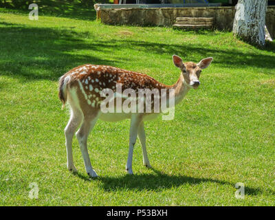 Cerfs dans la cour de Llogara hôtels à l'Albanie de soleil sur l'herbe Banque D'Images