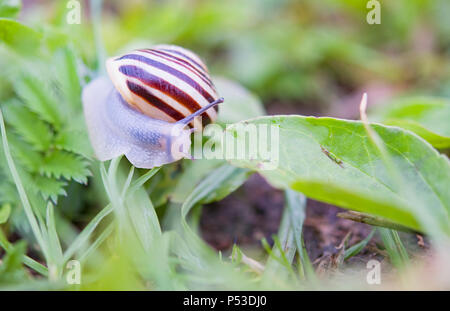 Escargot ramper dans l'herbe Banque D'Images