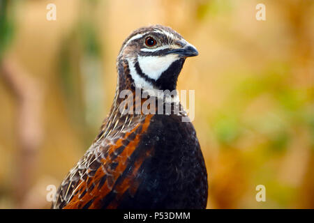 Le roi cailles (synoicus chinensis) en vue de profil Banque D'Images