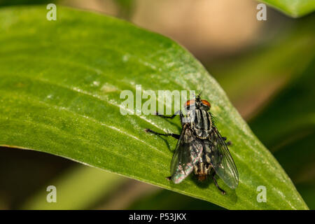 Mouche à viande (Sarcophagidés spp.) Banque D'Images