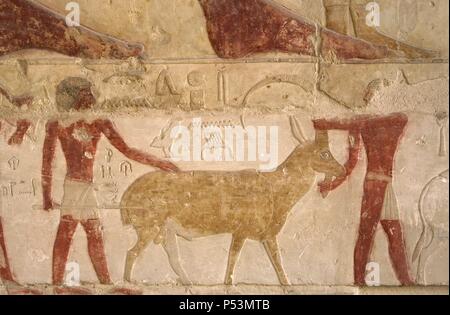 Mastaba de Nefer et Kahay. Relief représentant deux bergers polychromé avec une chèvre. 5ème dynastie. Vieux Royaume. Saqqara. L'Égypte. Banque D'Images