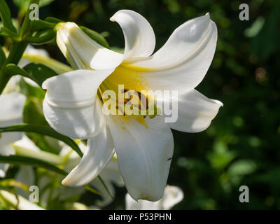 L'été, blanc pour la floraison, de la trompette, lily Lilium regale regal 'Album' Banque D'Images