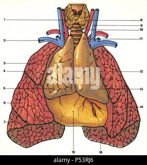 Les glandes. Emplacement anatomique du thymus chez un nouveau-né. 1. 2 de la thyroïde. Veine sous-clavière 3. Droit pulmonaire 4. Lobe supérieur 5. Lobe droit du thymus 6. Lobe moyen 7. Lobe inférieur 8. 9 l'artère carotide. Veine jugulaire interne 10. Trachée 11. Thymus gauche corne 12. Poumon gauche 13. Le lobe gauche du thymus 14. Fissure interlobulaires 15. 16. coeur enrobé de péricarde Surface diaphragmatique du poumon gauche. Dessin. La couleur. Banque D'Images