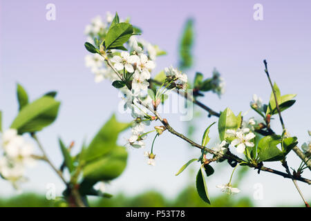 Les fleurs de cerisier contre un ciel violet Banque D'Images