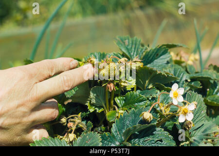 Contrôle de jardinier vert sur les fraises Banque D'Images