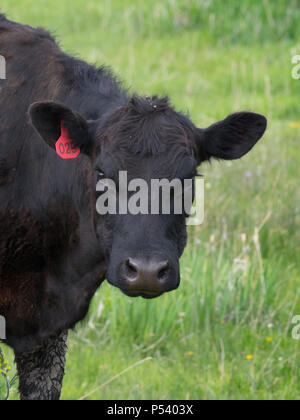 Close up of a Black Angus ou vache Aberdeen Angus regardant la caméra. Seulement sa tête, épaules et une partie de sa patte avant sont vus. Peu de profondeur d'Epe Banque D'Images