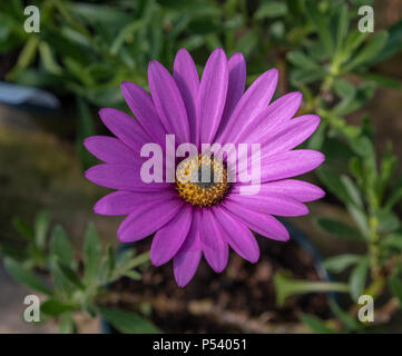 Daisy africains rose (Osteospermum ciliata) floraison de fleurs Banque D'Images