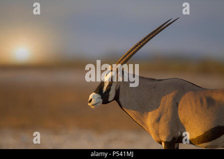 Au coucher du soleil dans le parc d'Etosha Oryx Banque D'Images