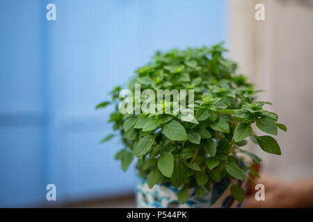 Dans un pot de fleurs fraîches basilicum. Feuilles de basilic vert plante. Fond bleu flou, Close up, de l'espace pour le texte. Banque D'Images