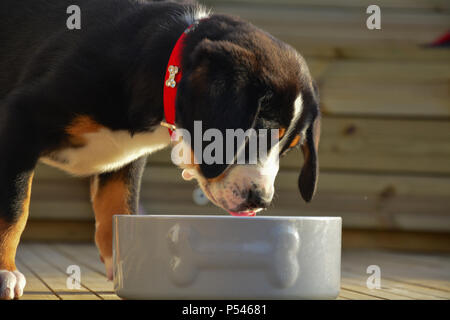 Close up of a Swiss Mountain Dog puppy avec de grandes oreilles à la disquette dans un grand bol de chien blanc Banque D'Images