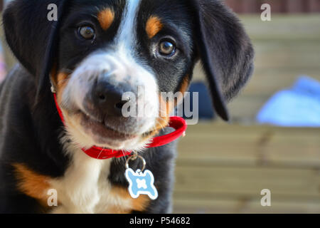 Swiss Mountain dog puppy à close up et directement dans l'appareil photo avec des yeux de chiot Banque D'Images