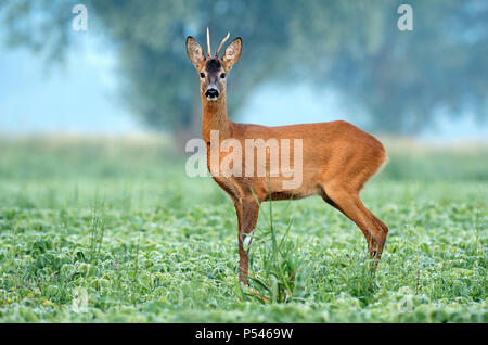 Re sauvage buck debout dans un champ de soja Banque D'Images