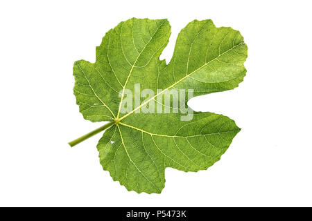 Gros plan d'une feuille de figuier contre un blanc (découper) Contexte Banque D'Images