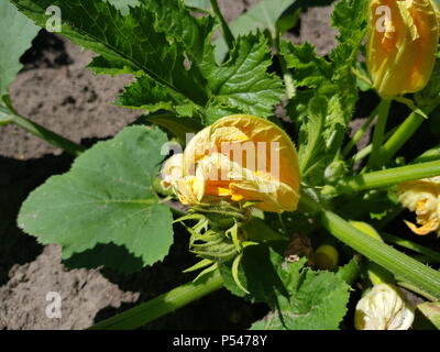 Une citrouille bush avec des fleurs pousse dans le jardin. La culture des légumes Banque D'Images