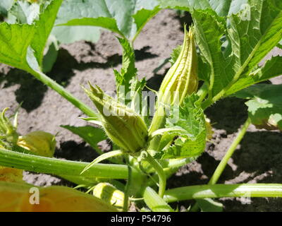 Une citrouille bush avec des fleurs pousse dans le jardin. La culture des légumes Banque D'Images