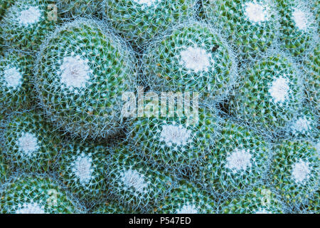 Cactus impressionnant background, mammillaria plante succulente ,Vue de dessus ,belle couleur contraste entre les épines blanches et la plante verte Banque D'Images