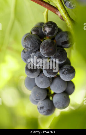 Une grappe de raisins pousse sur une branche sur un feuillage vert floue fond. Point sur le premier plan Banque D'Images