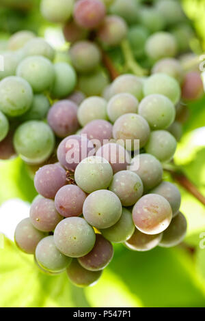 Une grappe de raisins pousse sur une branche sur un feuillage vert floue fond. Point sur le premier plan Banque D'Images