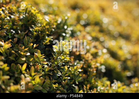 Plante de couverture, le buis close-up Banque D'Images