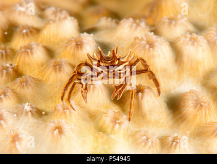 Crabe ( Zebrida Zebra adamsii ) reposant sur le corail de Bali, Indonésie Banque D'Images