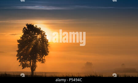Paysage panoramique matin de brouillard lever du soleil sur prairie avec les rayons du soleil percent les branches d'arbre Banque D'Images