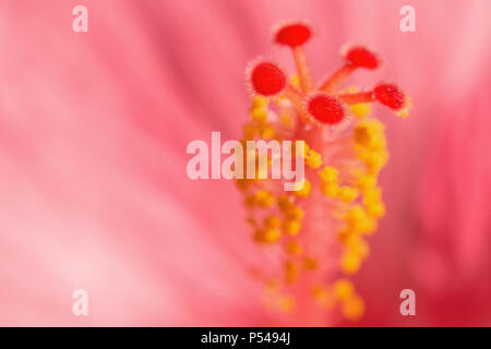 Rouge léger de fleurs exotiques Hibiskus arrière-plan flou. Stock photo macro avec des DoF et selective focus point. Banque D'Images