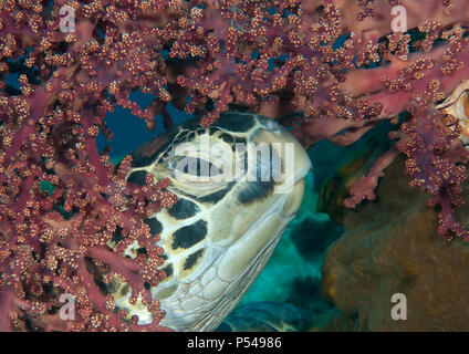 Grand mâle tortue verte (Chelonia mydas) repose entre les coraux de Bali Banque D'Images