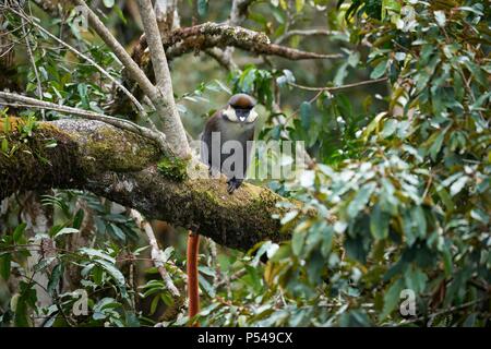 Redtail monkey Banque D'Images