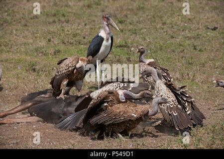 Les vautours à dos blanc et marabou Banque D'Images