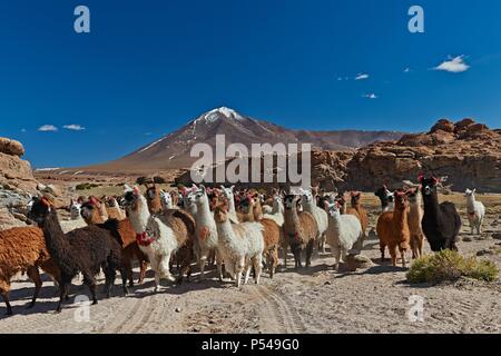 lamas Banque D'Images