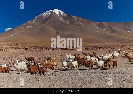 lamas Banque D'Images