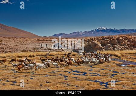 lamas Banque D'Images