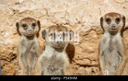 suricates Banque D'Images