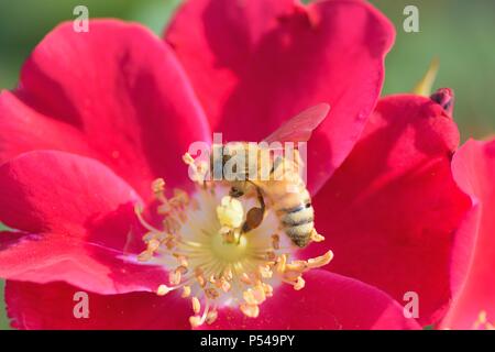 Détails de macro sur abeille fleur rose rouge Banque D'Images