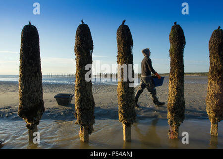 L'élevage de moules dans le Pas-de-Calais et du nord (France). Jean-étienne Valle, éleveur de moules à Dannes. Les moules d'élevage Banque D'Images