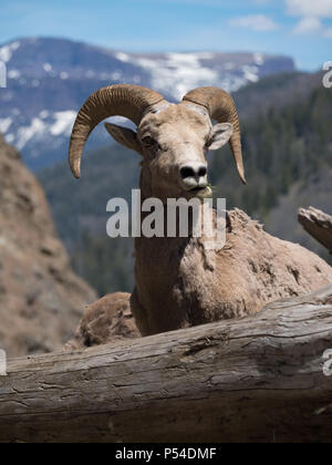 Près de la tête et la poitrine d'un mouflon de mâcher de l'herbe. Photographié dans le Wyoming. Profondeur de champ. Banque D'Images