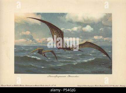 Pteranodon (du grec 'pour' et 'aile' édentée) étaient de grands ptérosaures volants à partir de la fin du Crétacé avec une envergure de jusqu'à neuf mètres. . . Illustration en couleur par Heinrich Harder de 'Tiere der Urwelt" les animaux du monde préhistorique, 1916, Hambourg. Heinrich Harder (1858-1935) était un peintre paysagiste allemand et illustrateur de livres. À partir d'une série de cartes de créature préhistorique publié par la société Cacao Reichardt. L'historien Wilhelm Bolsche naturel a écrit le texte descriptif. Banque D'Images