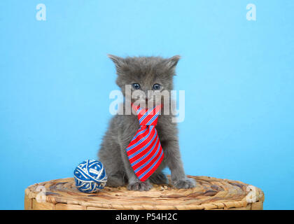 Adorable petit chaton gris assis sur panier en osier portant un déshabillé rouge et bleu à côté d'une cravate bleu et blanc pelote de laine à la visionneuse à, bleu Banque D'Images