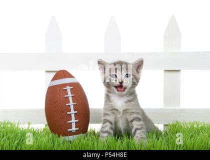 Petit bébé chaton tabby assis dans l'herbe verte retour jardin à côté d'une clôture blanche avec une petite taille plus de football, isolé sur blanc. Banque D'Images