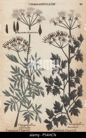 Cerfeuil commun Chaerophyllum, sylvestre, Anthriscus sylvestris, et repéré ou rugueux, Chaerophyllum temulum cerfeuil. Coloriée à la gravure sur cuivre de Joshua Hamilton's 'Culpeper's English Médecin de famille' 1792. Nicholas Culpeper (1616-1654) était un botaniste anglais, herboriste et astrologue célèbre pour ses 'Terminer' de fines herbes de 1653. Banque D'Images