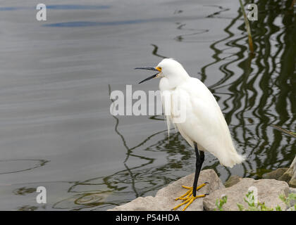 Aigrette neigeuse debout sur un rocher à côté d'un lac avec bec grand ouvert. Ces oiseaux sont protégés dans l'United States par la loi, par le Tre Banque D'Images