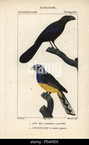 Ani à bec lisse Crotophaga ani, et vert ou blanc d'amazonie trogon à queue blanche Trogon viridis,. Gravure sur cuivre coloriée à crépi de Dumont de Sainte-Croix's 'Dictionary of Natural Science : ornithologie,' Paris, France, 1816-1830. Illustration par J. G. Pretre, gravé par David, réalisé par Pierre Jean François Turpin, et publié par F.G. Levrault. Jean Gabriel Pretre (17801845) était peintre d'histoire naturelle à l'Impératrice Joséphine's zoo et plus tard est devenu artiste pour le Musée d'Histoire Naturelle. Turpin (1775-1840) est considéré comme l'un des plus grands illustrateurs botaniques Français Banque D'Images