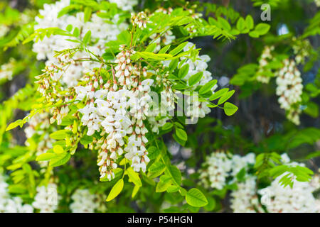 Robinia pseudoacacia, communément connu dans son territoire comme le robinier Banque D'Images